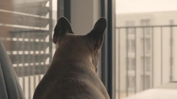 Dog Looking Out Window View Rear View Locked Pup Bulldog — Stok video