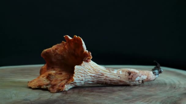 Woolly Chanterelle Turbinellus Floccosus Mushroom Rotation — стоковое видео