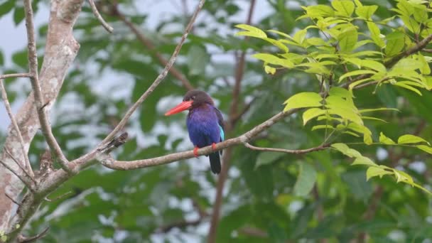 Javan Kingfisher Percehd Tall Tree — 비디오