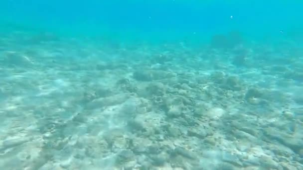 Seafloor Underwater Riviera Maya Mexico — Vídeo de Stock