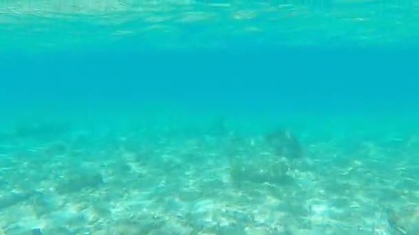 Zeebodem Onderwater Beelden Een Riviera Maya Kust Mexico Quintana Ook — Stockvideo