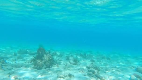 Underwater View Tropical Turquoise Water Riviera Maya — Vídeos de Stock