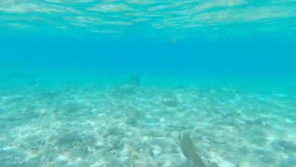 Underwater Footage Turquoise Water Riviera Maya Tropical Beach Quintana Roo — Vídeos de Stock