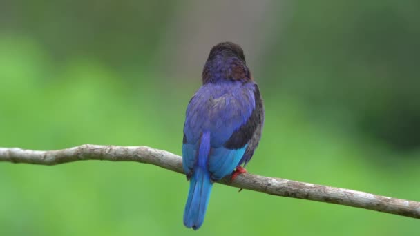 Javan Kingfisher Perched Tree Trunk Green Background — Stockvideo