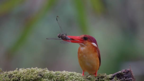 Rufous Hátú Kingfisher Hordozó Fekete Szitakötő Csőrében — Stock videók