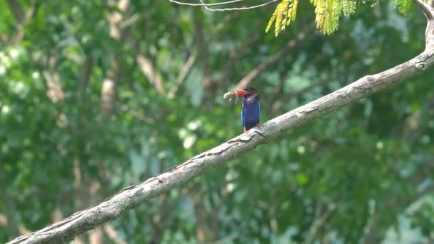 Javan Kingfisher Siedzi Gałęzi Drzewa Niosąc Jedzenie Które Polował — Wideo stockowe