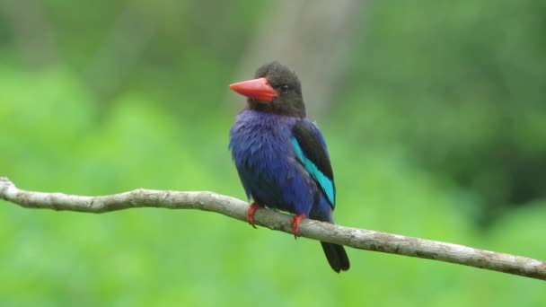 Javan Ijsvogel Neergestreken Een Boomstam Een Groene Achtergrond — Stockvideo