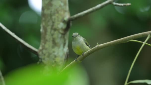 Little Orange Bellied Flowerpecker Bird Perched Small Branch — Vídeos de Stock