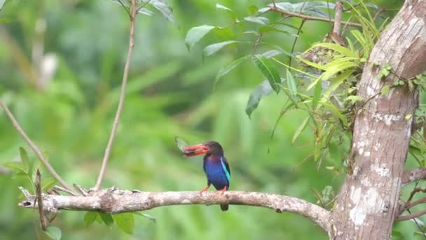 Javan Kungsfiskare Äter Insekter Och Abborrar Trädstammen — Stockvideo