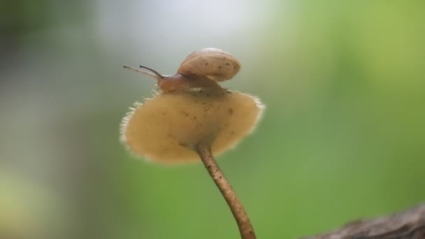 Caracóis Rastejando Toadstools Gravação Caracóis Natureza Gastropod Molusco Close Vídeo — Vídeo de Stock