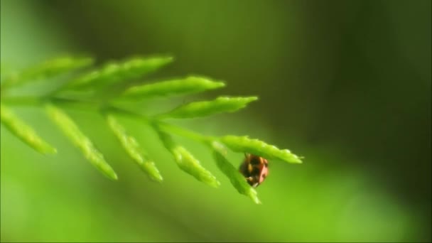 Makro Beruška Malý Hmyz Krásnými Barvami Listí Video — Stock video