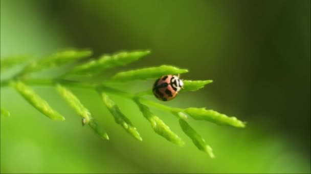 Macro Ladybug Pequeño Insecto Con Hermosos Colores Las Hojas Video — Vídeo de stock