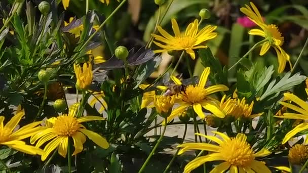 Bienen Sammeln Fleißig Honig Zwischen Den Blumen — Stockvideo
