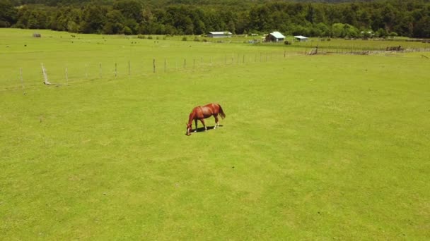 Caballo Pastando Prados Verdes Libres Contaminación — Vídeo de stock