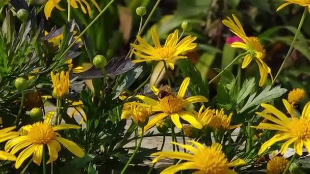 Bee Collecting Honey Flowers — Stockvideo