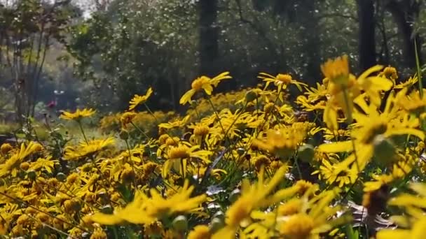 Die Der Sonne Gebadeten Blumen — Stockvideo