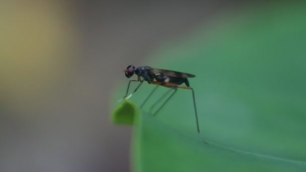 Wespe Polistes Nipponensis Saussure Auf Blättern Video — Stockvideo