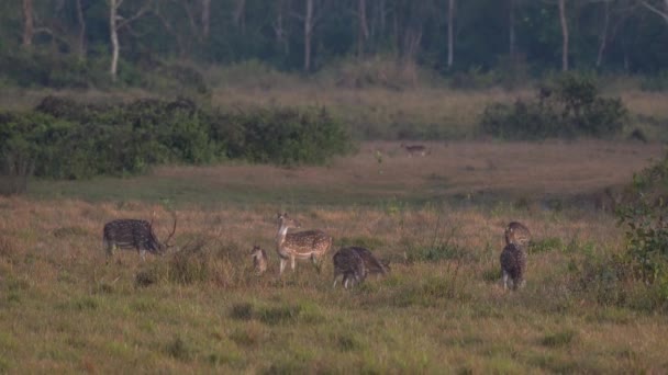 ジャングルでの危険を警告する鹿の群れ — ストック動画