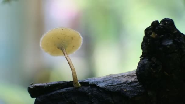 Toadstools Video Macro Mushroom Video Nature Background — Video