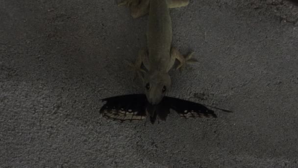 Lizard Haunting Eating Butterfly — Stock Video