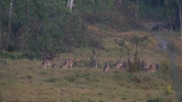 Group Spotted Deer Alert Dangers Jungle — Vídeos de Stock