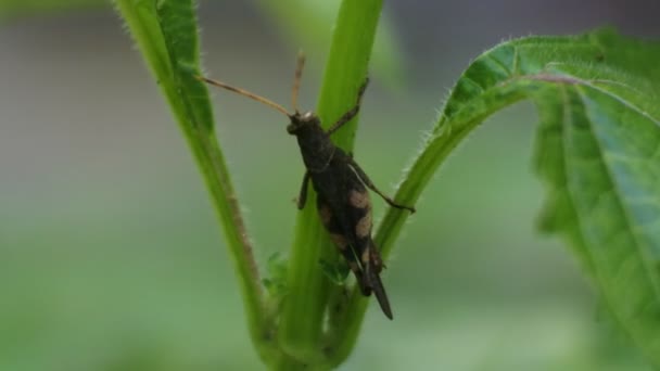 Grasshopper Close Video Green Grasshopper Sitting Leaf — Stock video