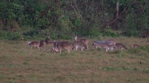 Group Spotted Deer Alert Dangers Jungle — Stock Video