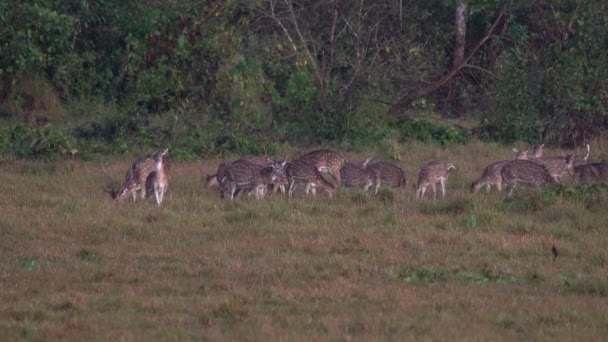 Group Spotted Deer Alert Dangers Jungle — Video