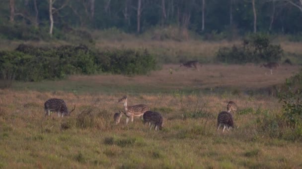 Group Spotted Deer Alert Dangers Jungle — Stockvideo