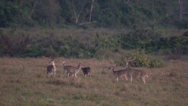 Group Spotted Deer Alert Dangers Jungle — Stockvideo