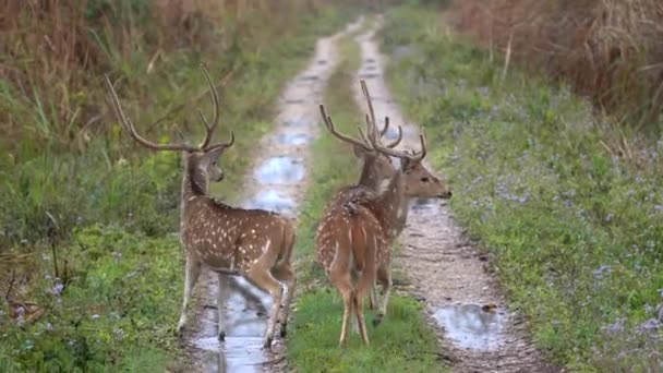 Small Group Spotted Deer Running Away Fear — Stok video