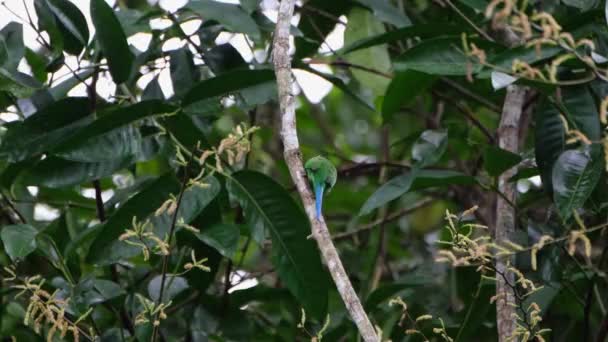 Encaramado Una Rama Mientras Desde Espalda Mientras Mira Por Encima — Vídeos de Stock