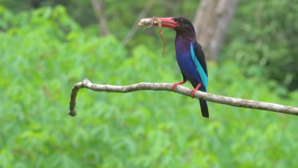 Javan Martin Pescatore Appollaiato Ramo Portando Una Rana Fresca — Video Stock