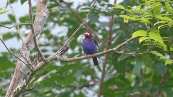 Rufous Backed Kingfisher Perched Branch Carrying Fresh Prey — Stok video