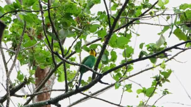 周りを見回しながら枝に垂れたとげのある木の中に見ると ロングテールのブロードビルPsarisomus Dalhousiae Khao Yai National Park Thailand — ストック動画