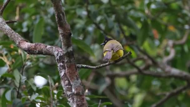 Perché Sur Une Branche Par Après Midi Très Venteux Puis — Video