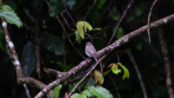 Asyalı Brown Flycatcher Muscicapa Dauurica Khao Yai Ulusal Parkı Tayland — Stok video