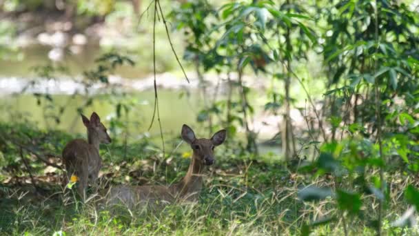 Doe Resting Grass Moving Its Ears While Fawn Stands Left — Vídeos de Stock