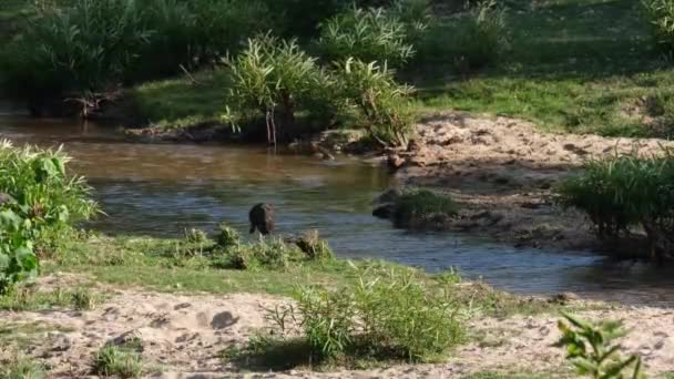 Yeşil Peafowl Pavo Muticus Huai Kha Kaeng Vahşi Yaşam Sığınağı — Stok video
