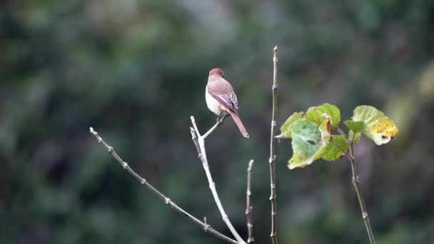 Een Bruine Kreet Zittend Een Kleine Tak Tegen Een Groene — Stockvideo