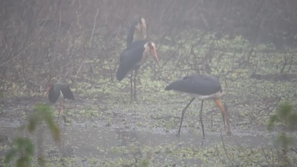 Mindre Adjutant Stork Står Flodstrand Chitwan National Park — Stockvideo