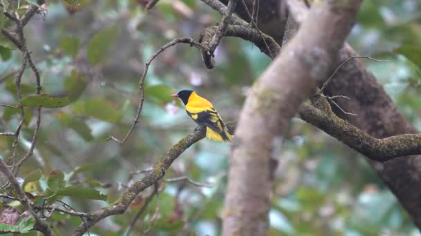 Black Hooded Oriole Sitting Some Tree Branches — Video Stock