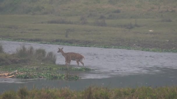 Några Rådjur Vadar Över Flod Chitwan National Park — Stockvideo
