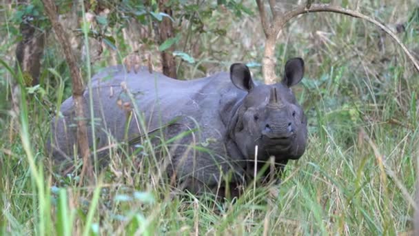 Rhino Standing Tall Grasses Chitwan National Park — Stockvideo