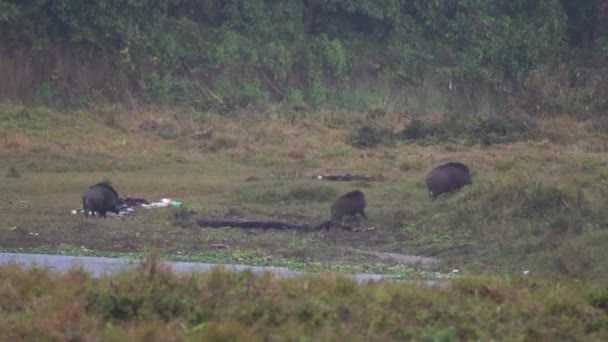 Some Wild Boar Walking Riverbank Chitwan National Park — Vídeo de Stock