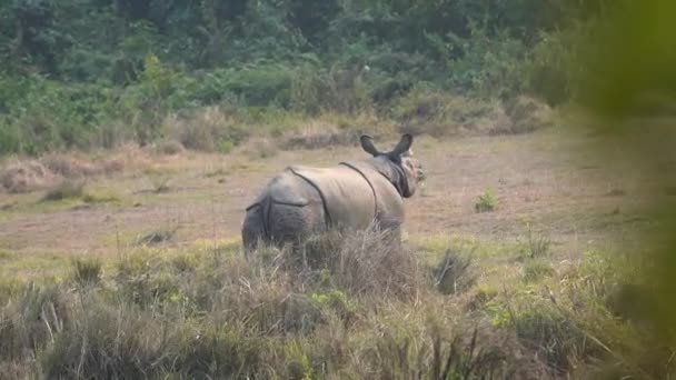 Rhinoceros Walking Meadow Jungle Chitwan National Park — стоковое видео