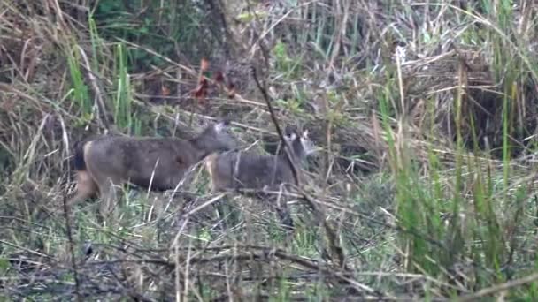 Dos Ciervos Sambar Caminando Hierba Alta Del Parque Nacional Chitwan — Vídeo de stock