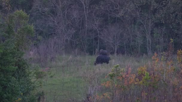 Twee Individuen Grazen Als Anderen Gezien Komen Uit Het Bos — Stockvideo