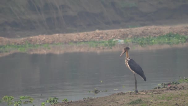 Een Mindere Adjudant Ooievaar Staand Een Rivieroever Het Chitwan National — Stockvideo