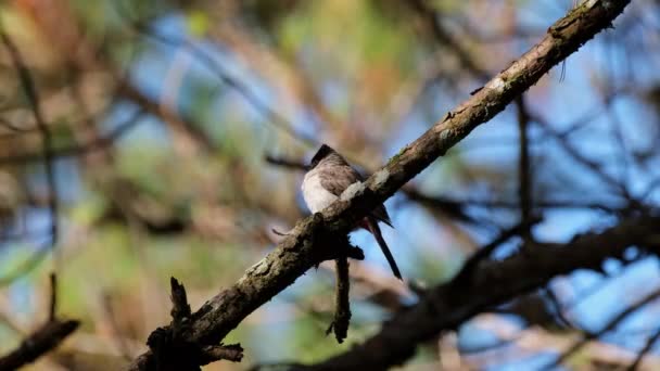 Facing Left While Perched Pine Tree Branch Looking Sooty Headed — Vídeo de Stock